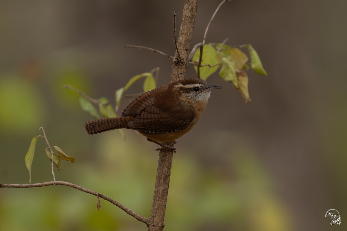 Carolina Wren - ML646047065