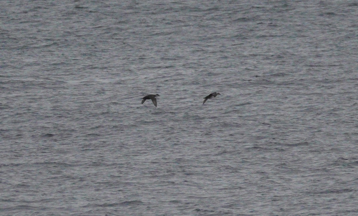 Ahatebeltz eurasiarra - ML646047070