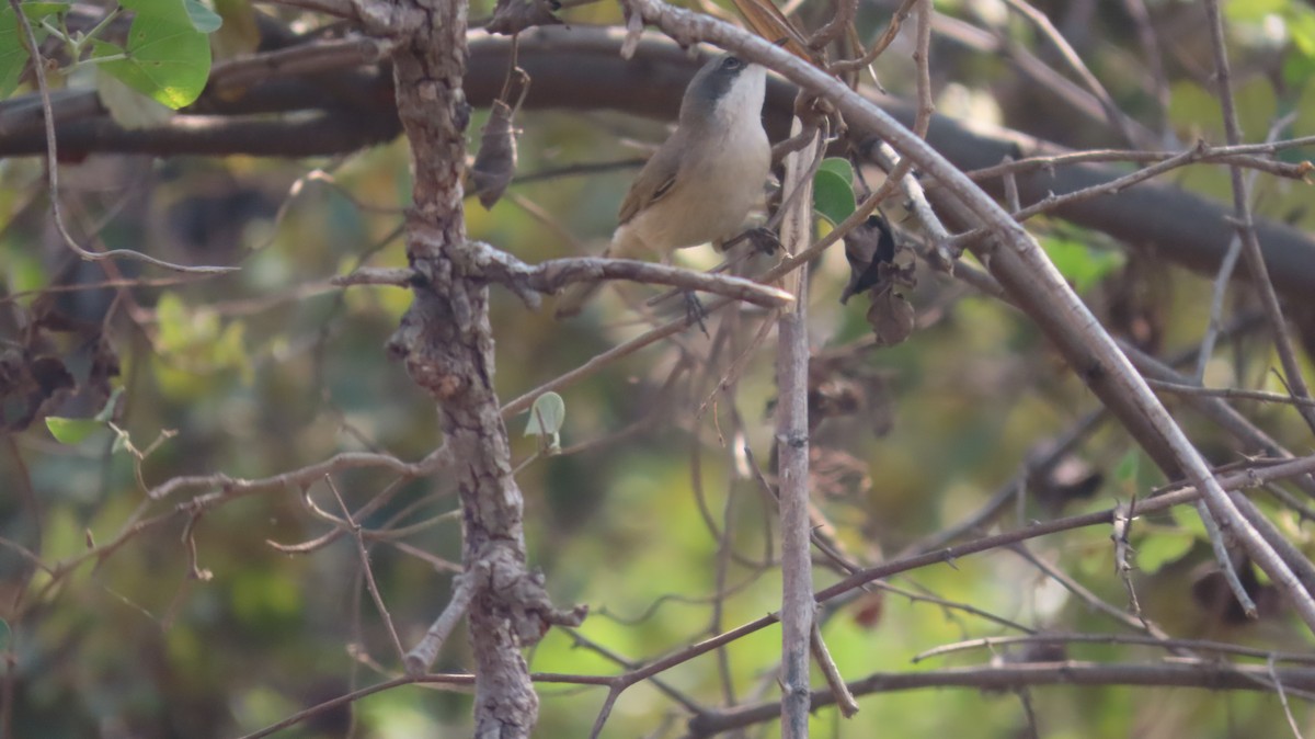 コノドジロムシクイ - ML646047073