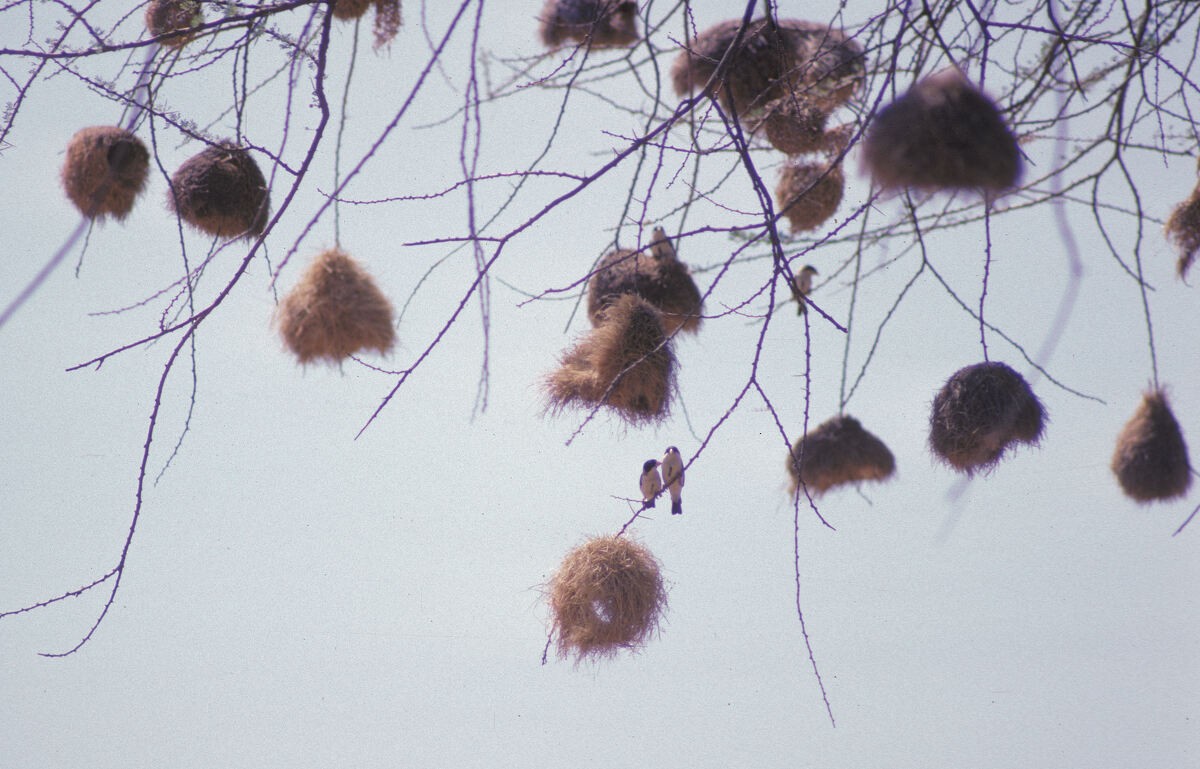 Black-capped Social-Weaver - ML646047077