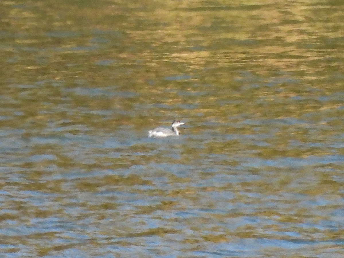 ハジロカイツブリ - ML646047079