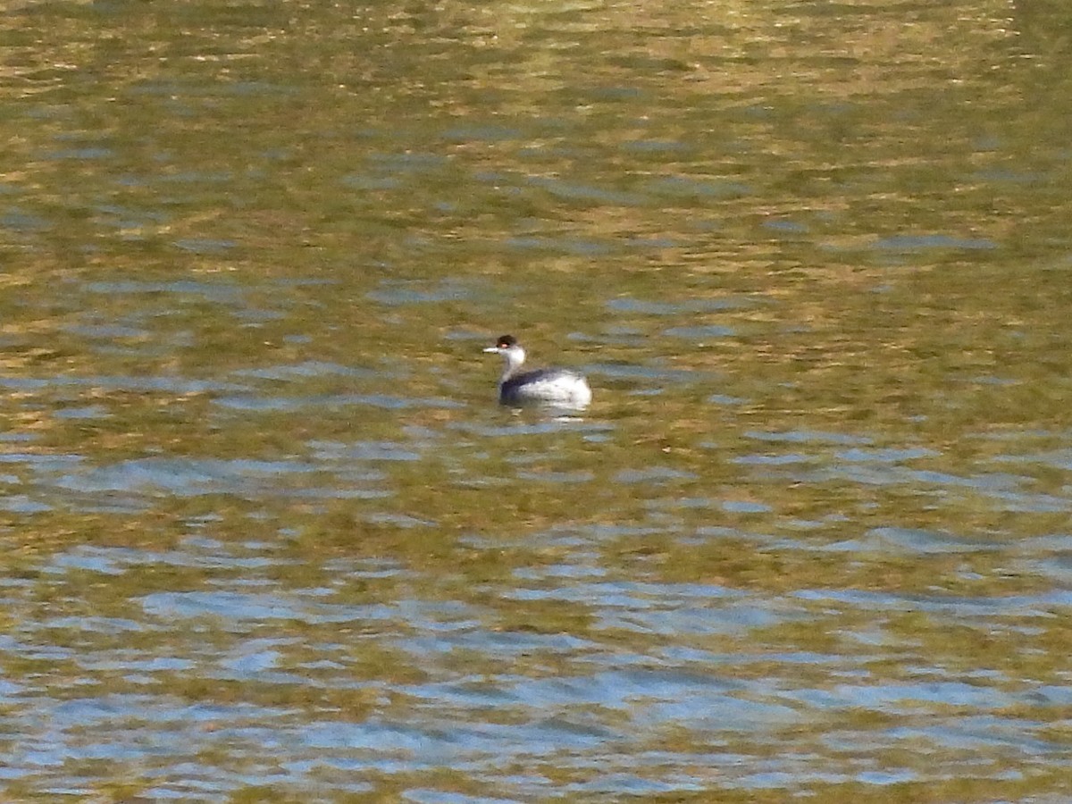 ハジロカイツブリ - ML646047080