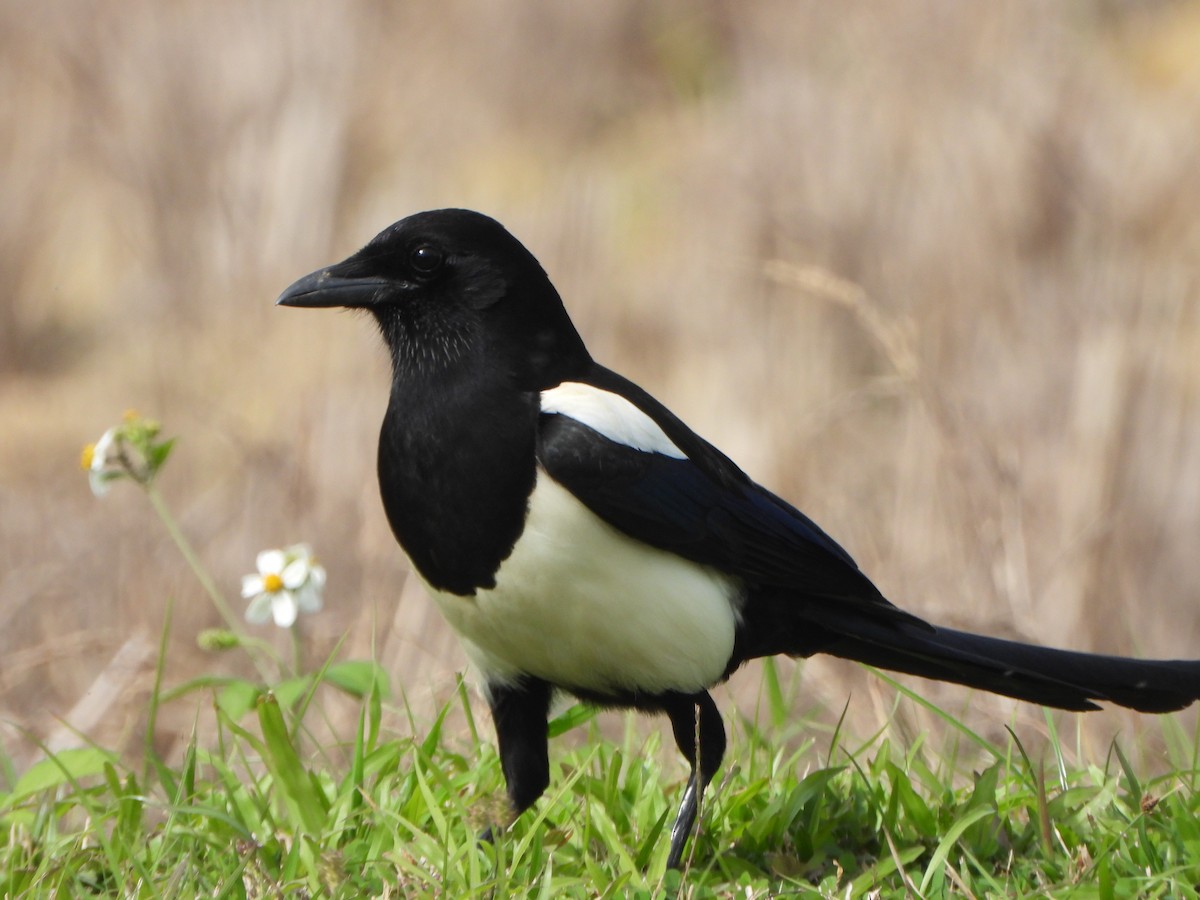 Дорнын шаазгай - ML646047091