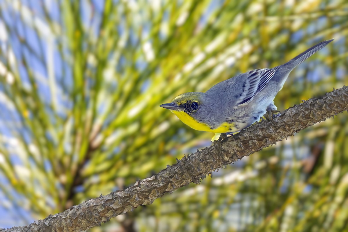 Olive-capped Warbler - ML646047093