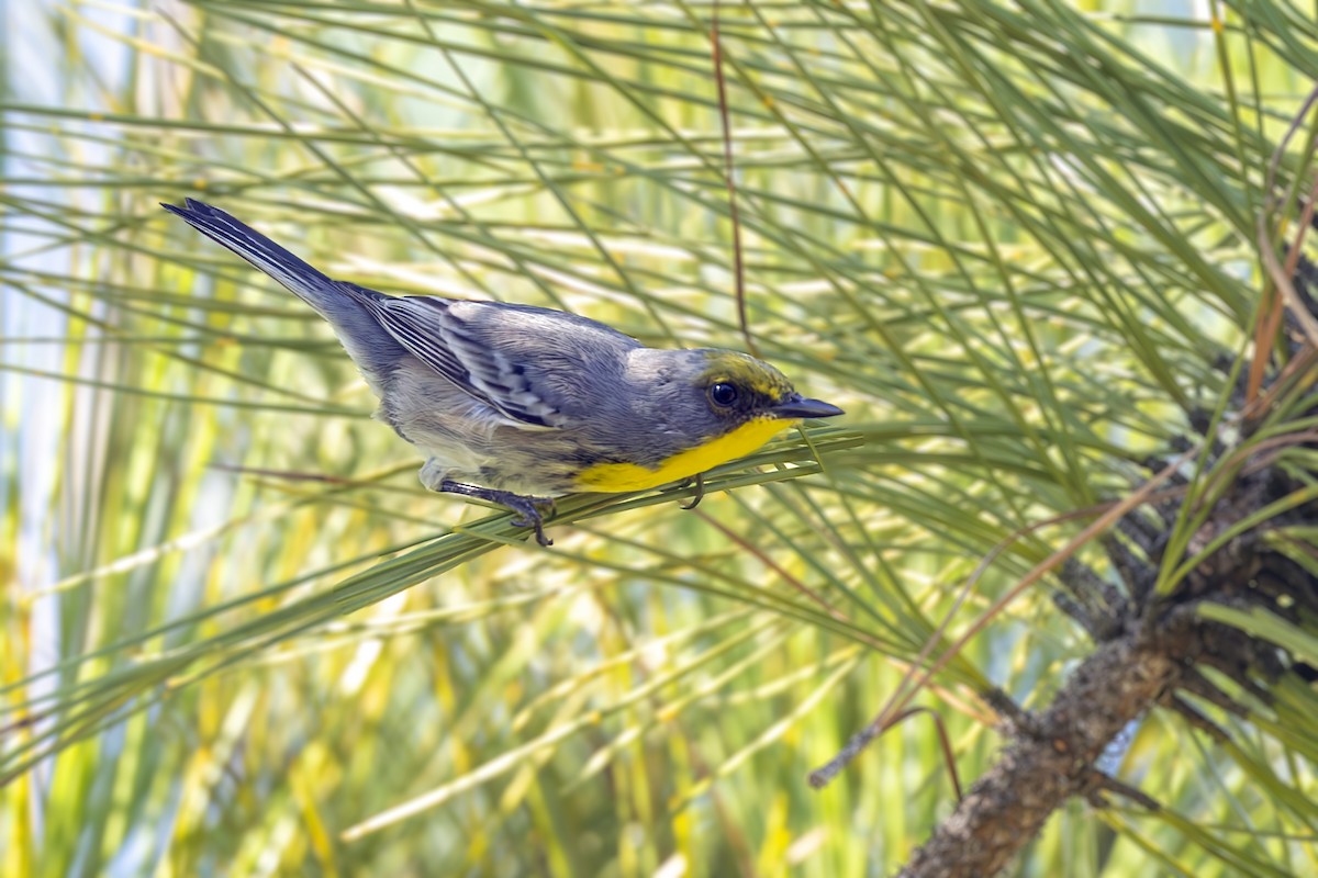 Olive-capped Warbler - ML646047094