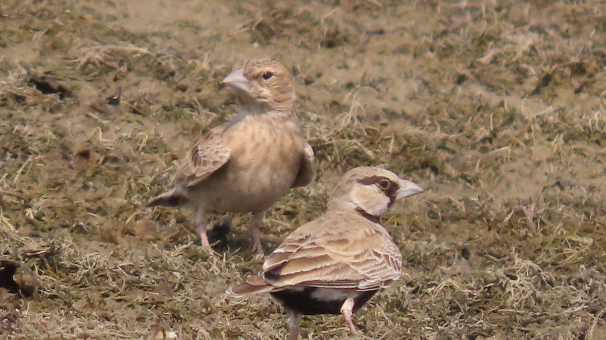 ハイガシラスズメヒバリ - ML646047108