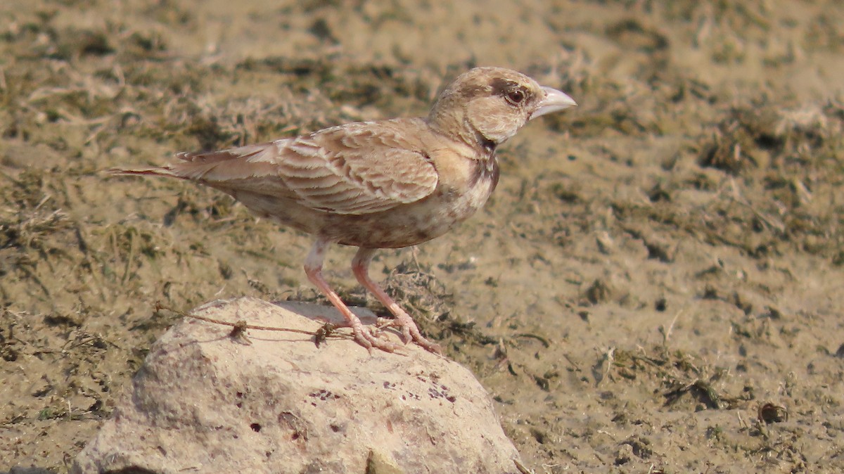 Ashy-crowned Sparrow-Lark - ML646047109