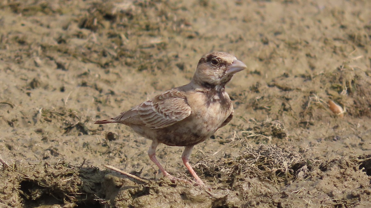 Ashy-crowned Sparrow-Lark - ML646047110