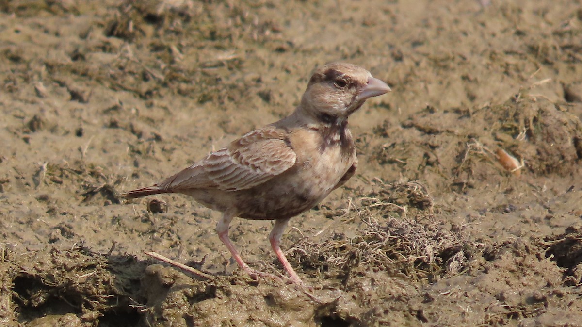 Ashy-crowned Sparrow-Lark - ML646047111