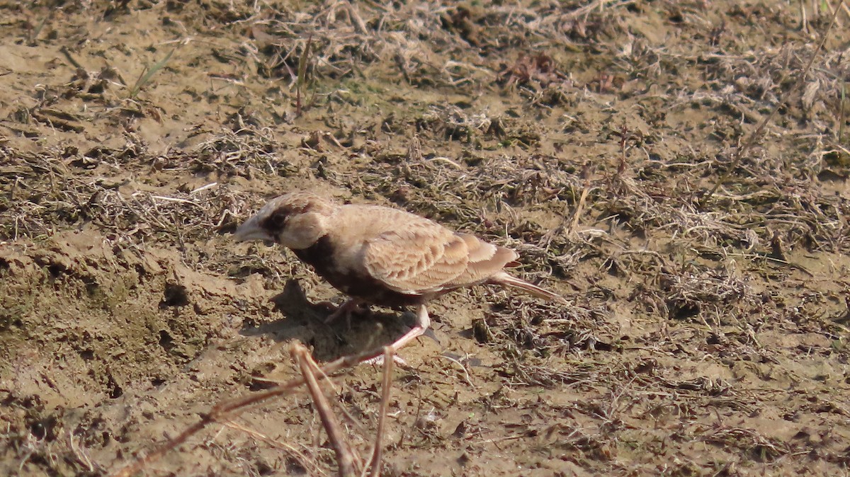 Ashy-crowned Sparrow-Lark - ML646047113