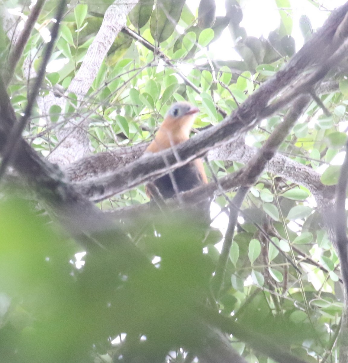Black-bellied Cuckoo - ML646047116