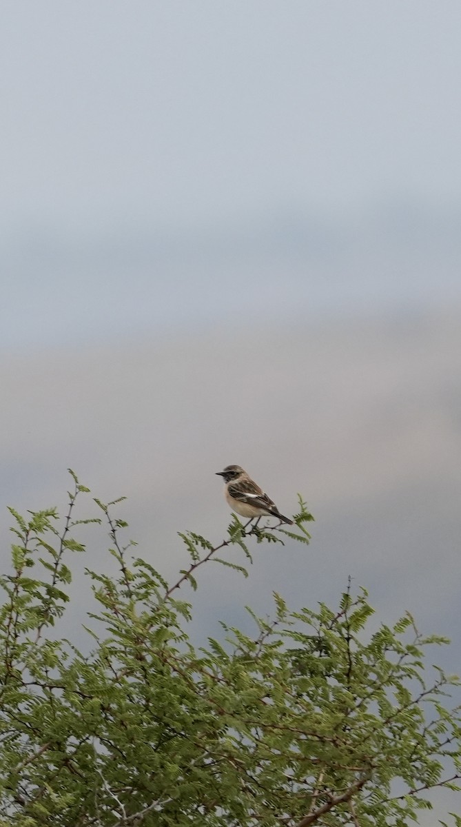 bramborníček sibiřský - ML646047121