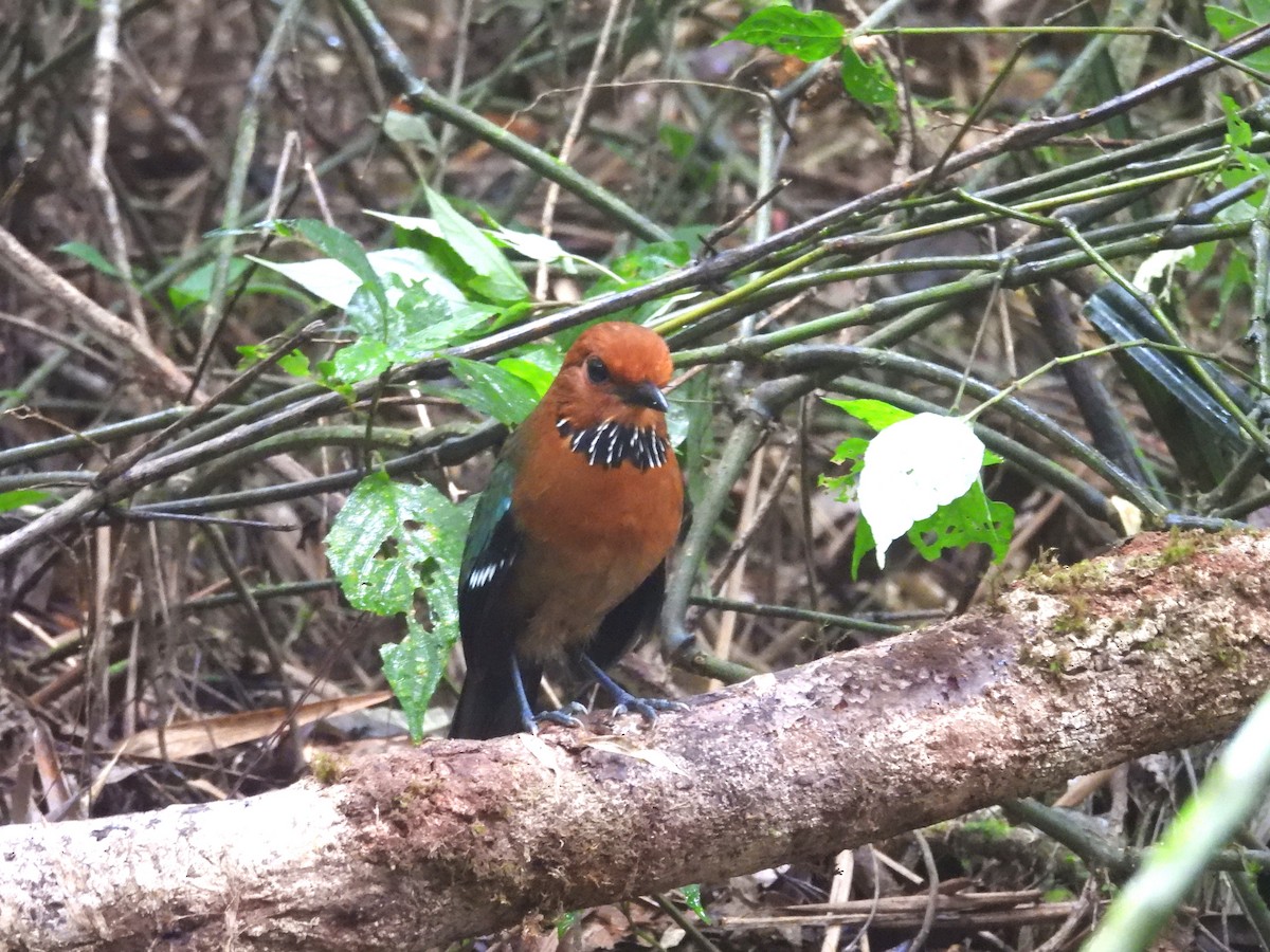 Rufous-headed Ground-Roller - ML646047124