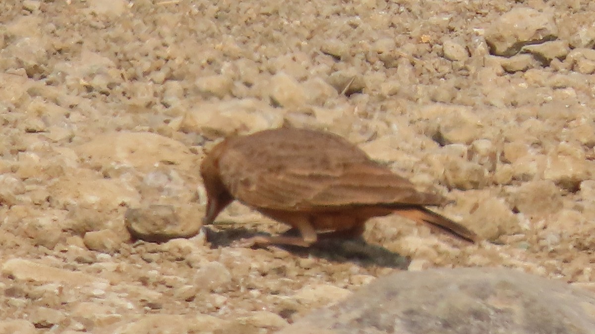 インドスナヒバリ - ML646047125