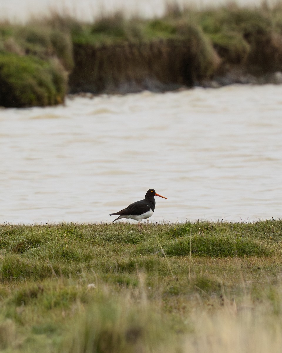 Magellanic Oystercatcher - ML646047126