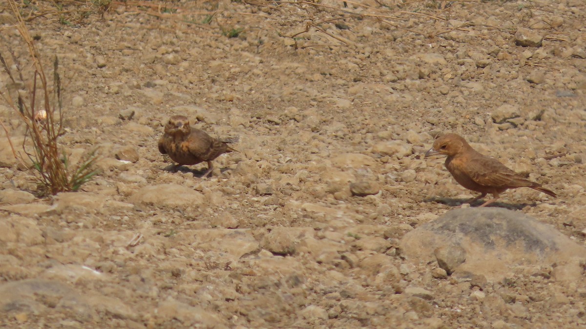 インドスナヒバリ - ML646047127