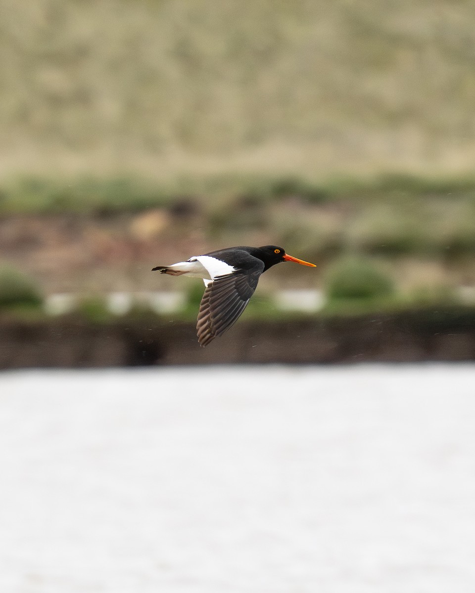 Magellanic Oystercatcher - ML646047131