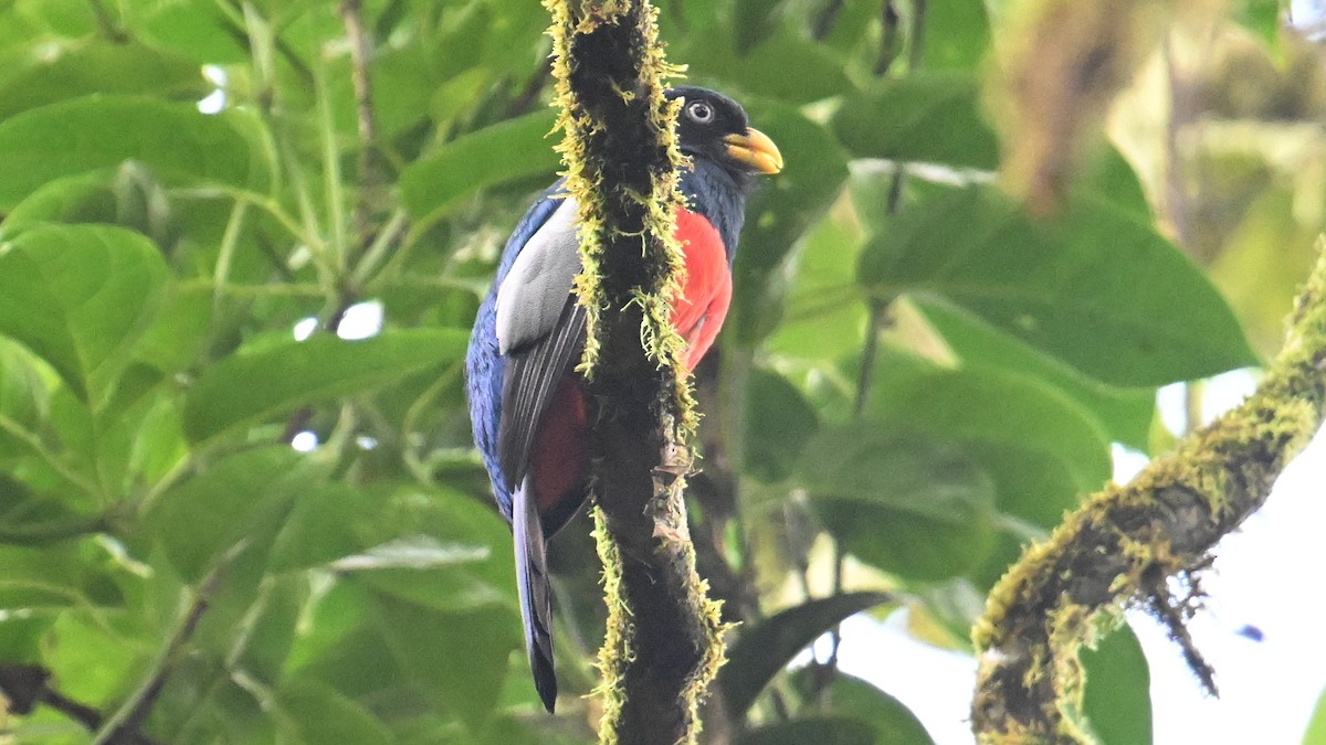 Blue-tailed Trogon - ML646047135