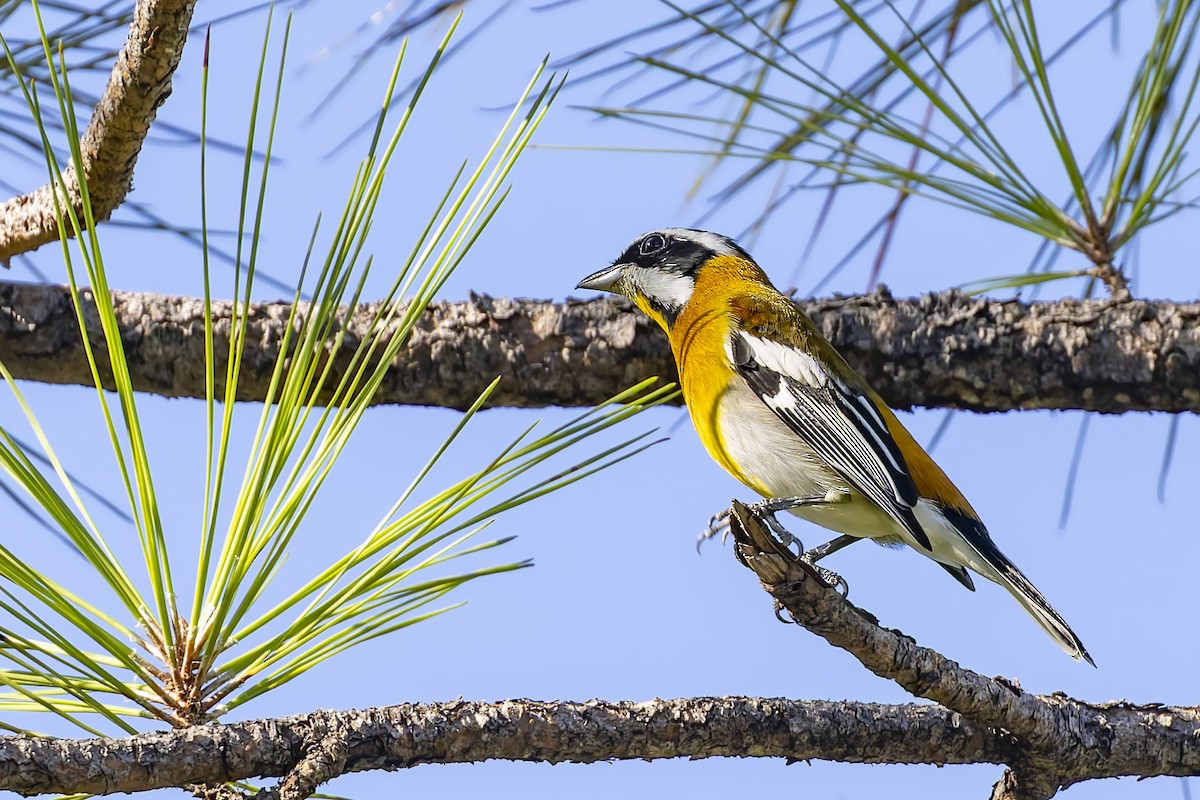 Western Spindalis (Cuban) - ML646047136