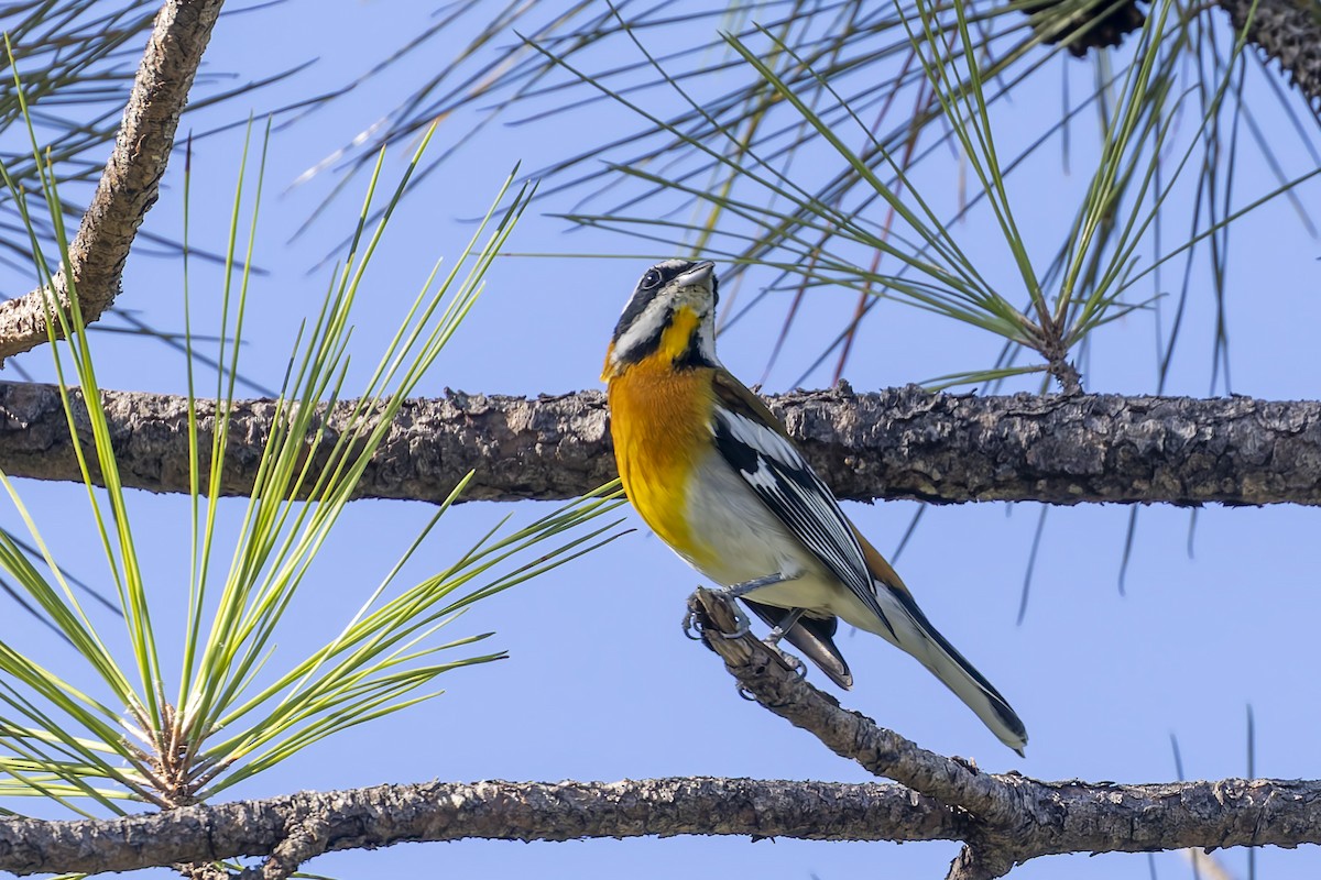 Western Spindalis (Cuban) - ML646047137