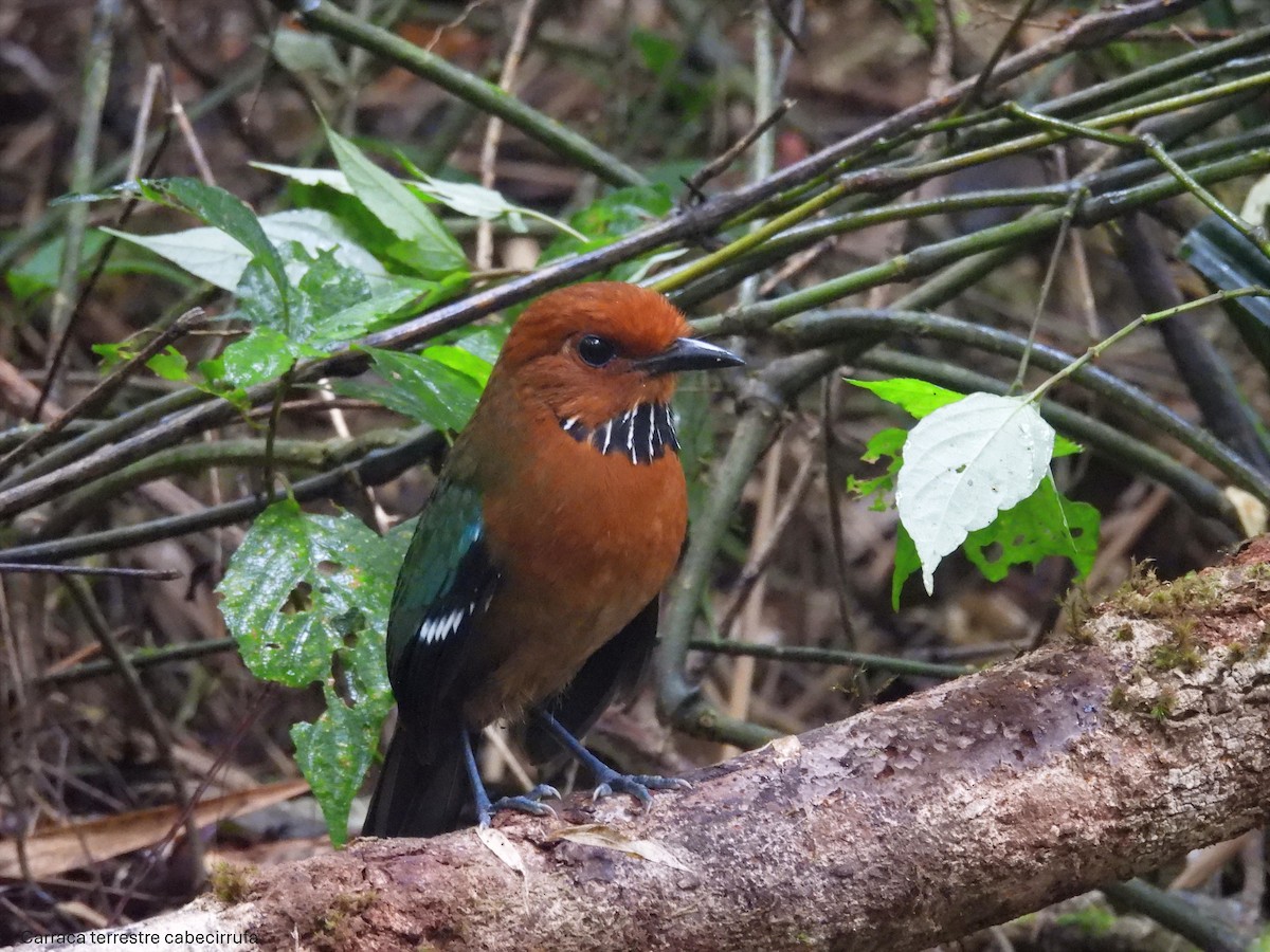 Rufous-headed Ground-Roller - ML646047138