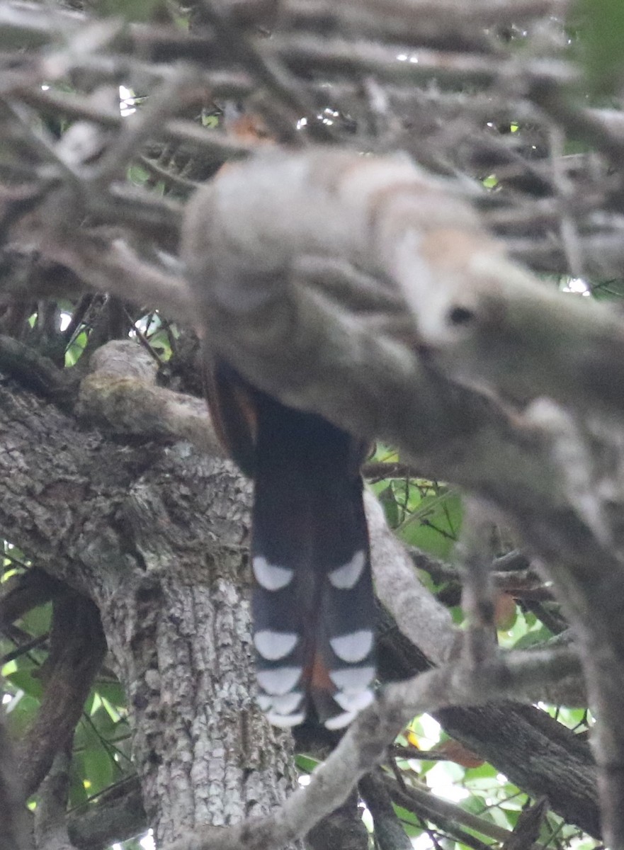 Black-bellied Cuckoo - ML646047139