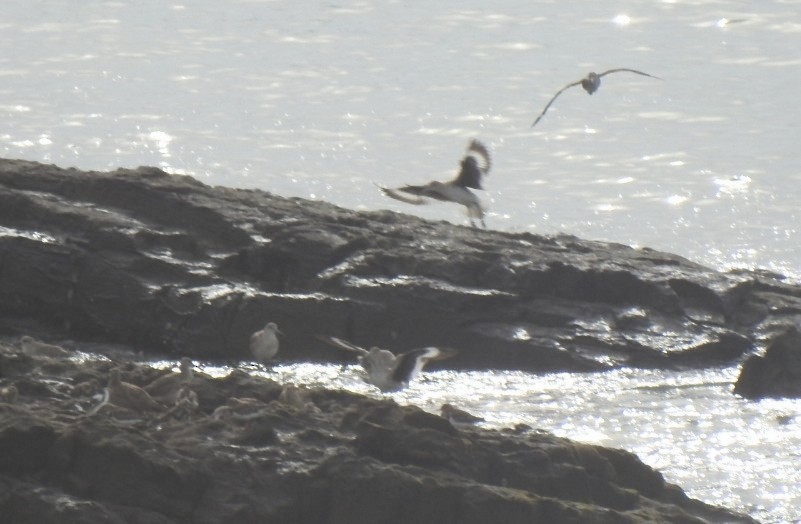 Willet - ML646047140