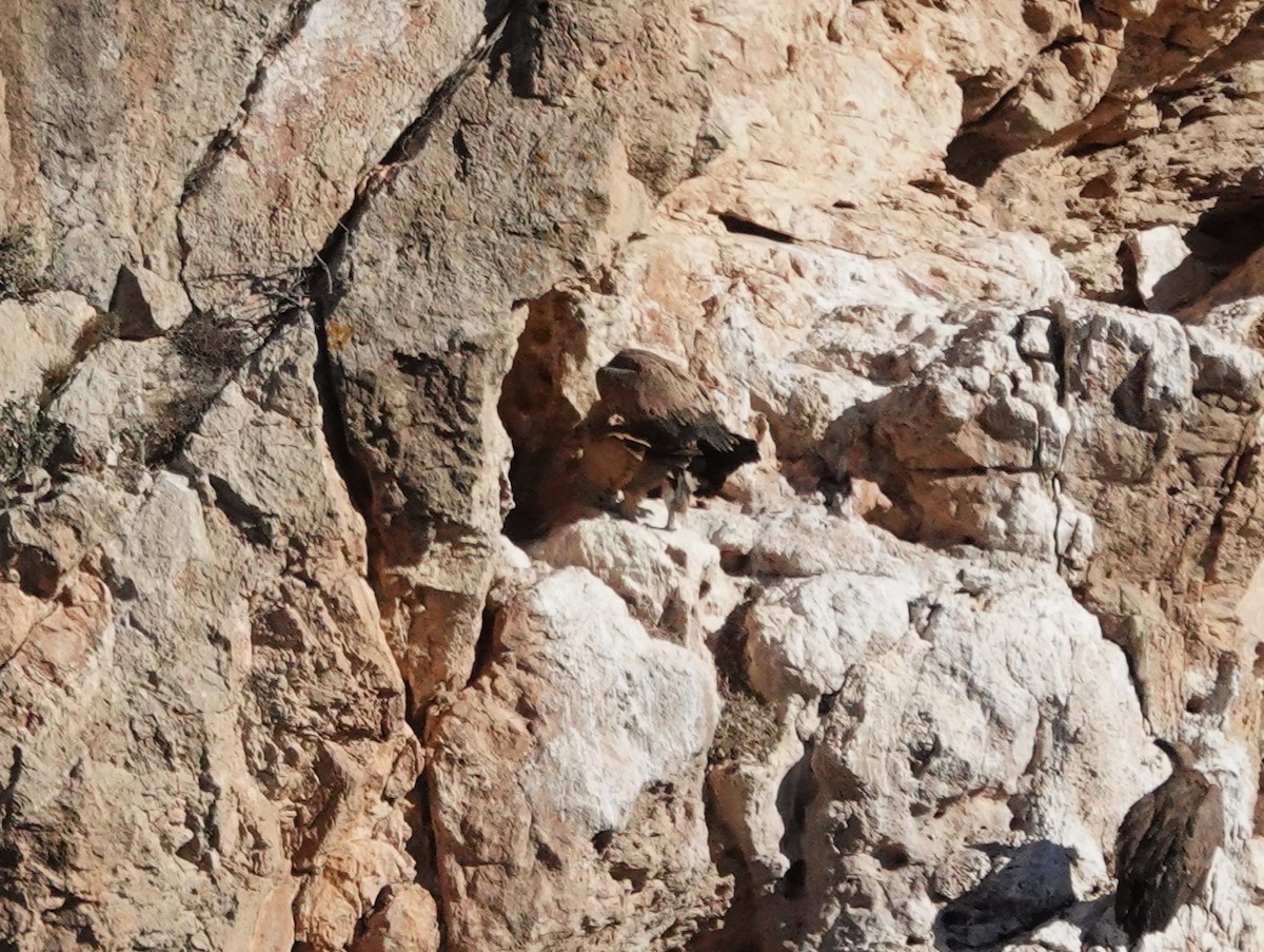 Eurasian Griffon - ML646047143