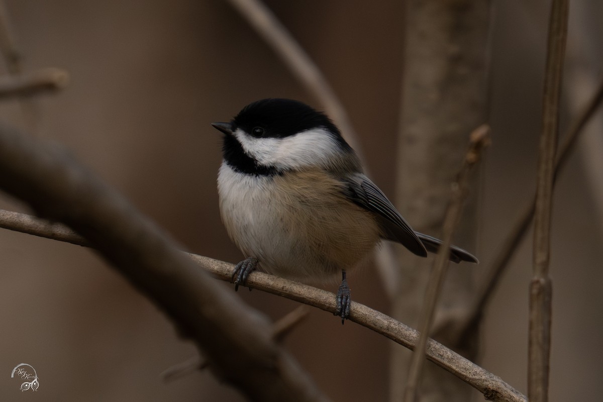 Black-capped Chickadee - ML646047144