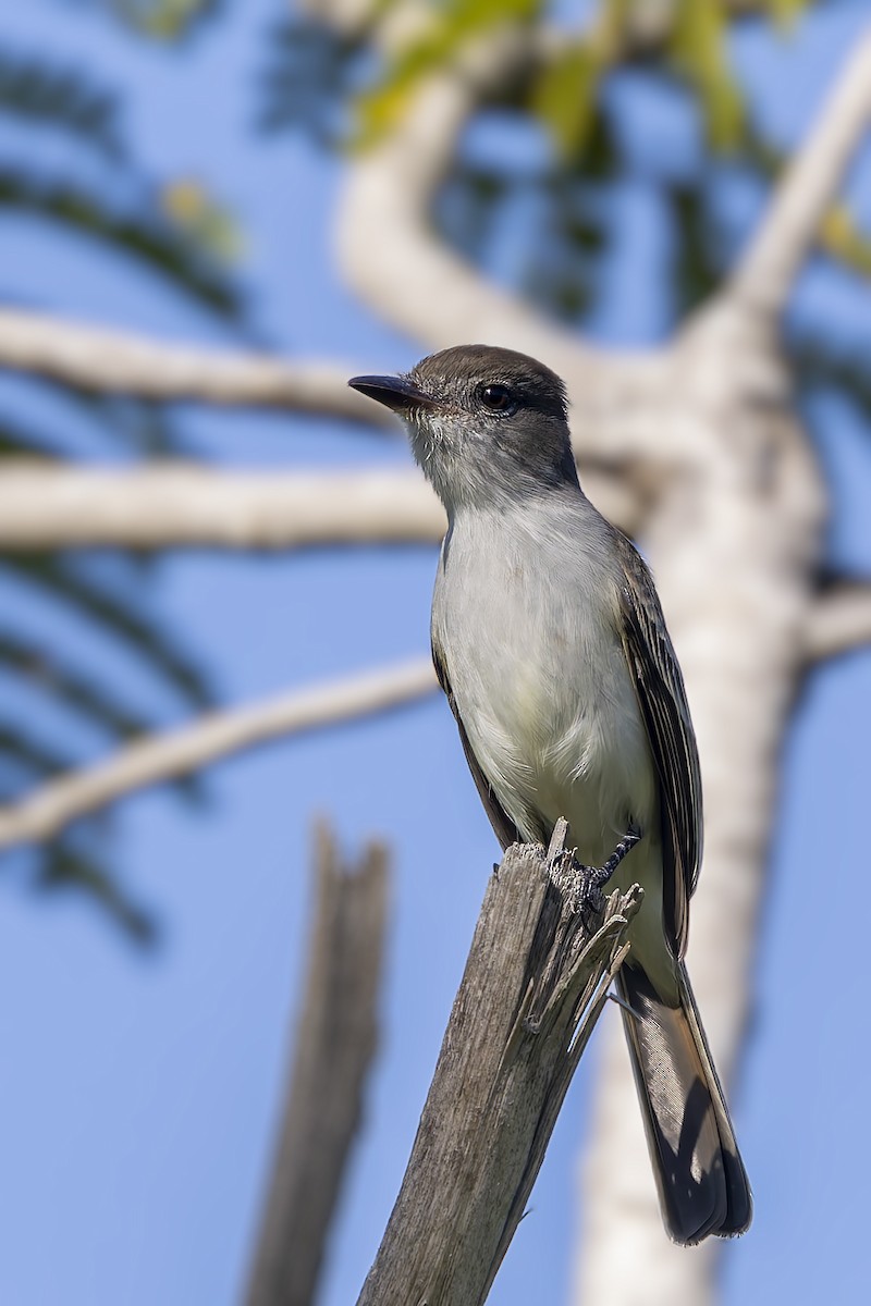 La Sagra's Flycatcher - ML646047145