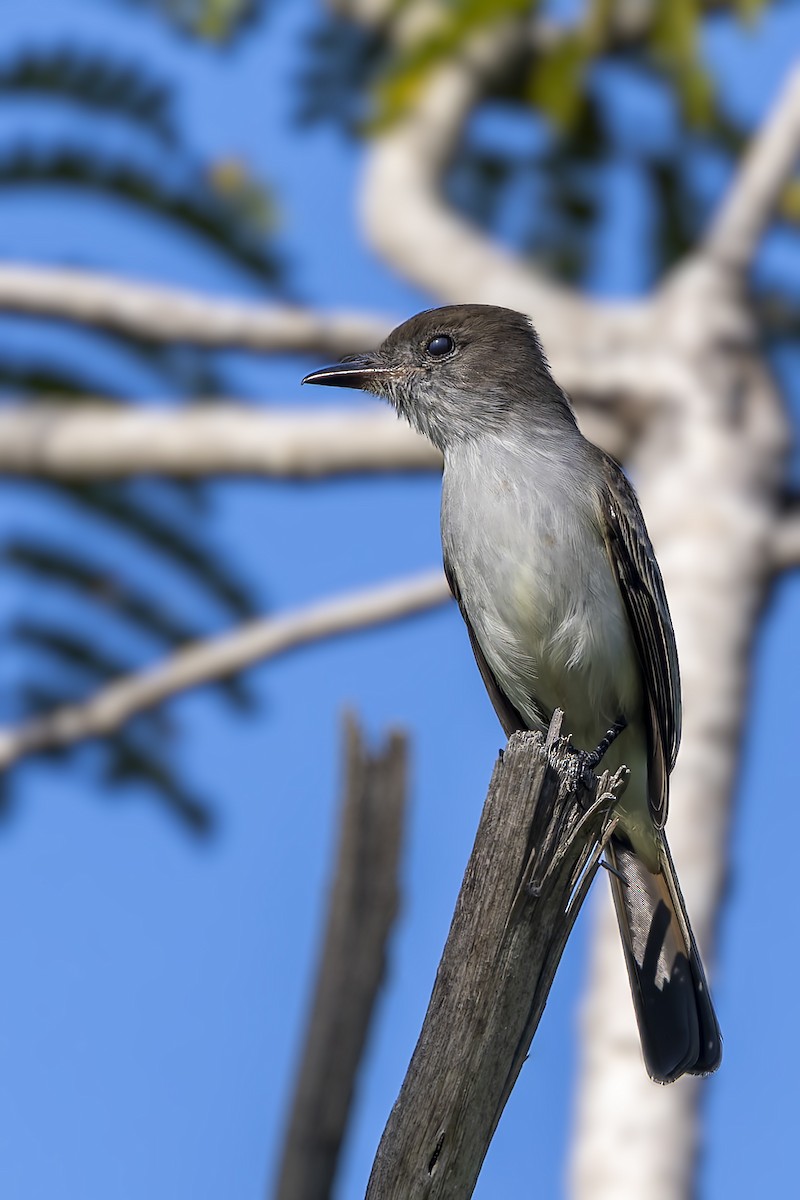 La Sagra's Flycatcher - ML646047146