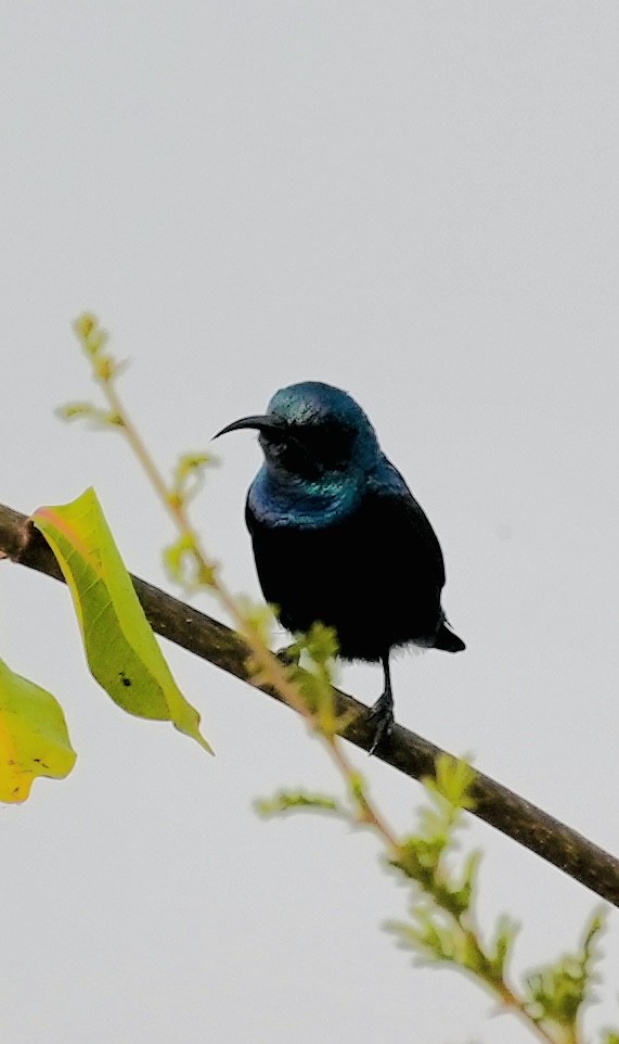 Purple Sunbird - ML646047147