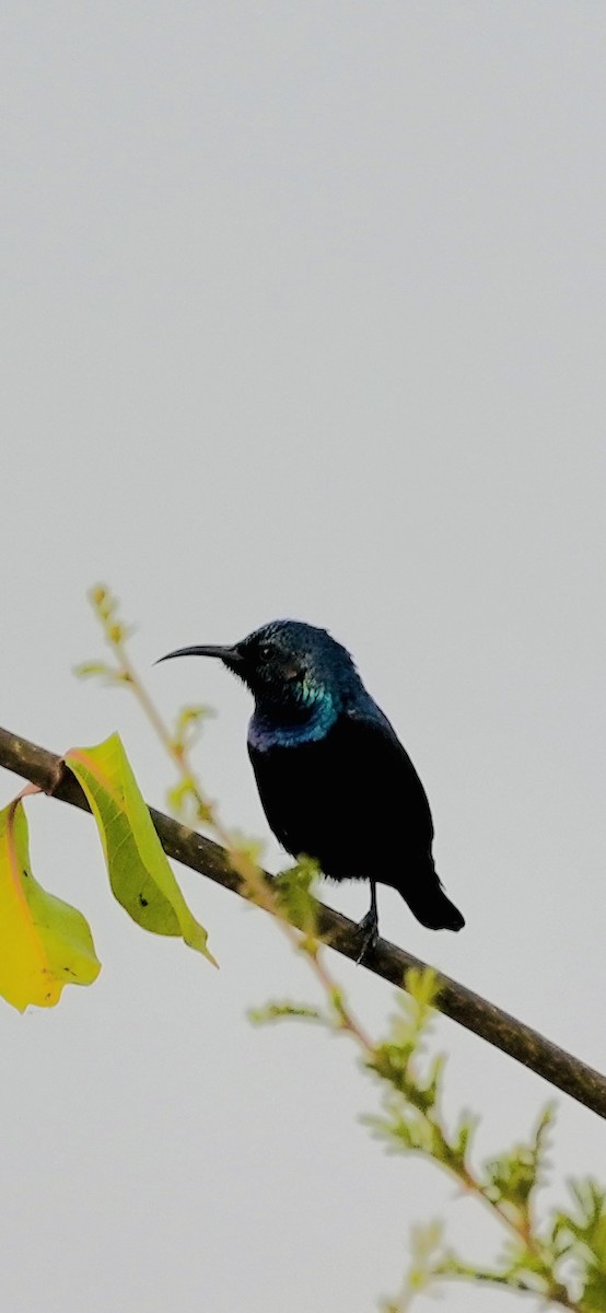 Purple Sunbird - ML646047148