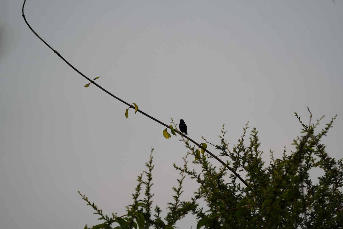 Purple Sunbird - ML646047149