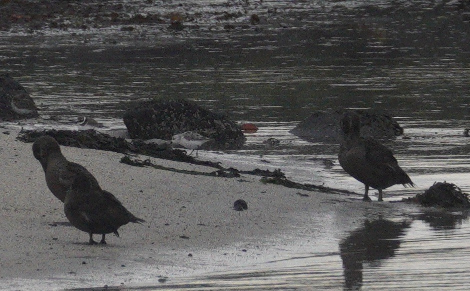 Sanderling - ML646047150