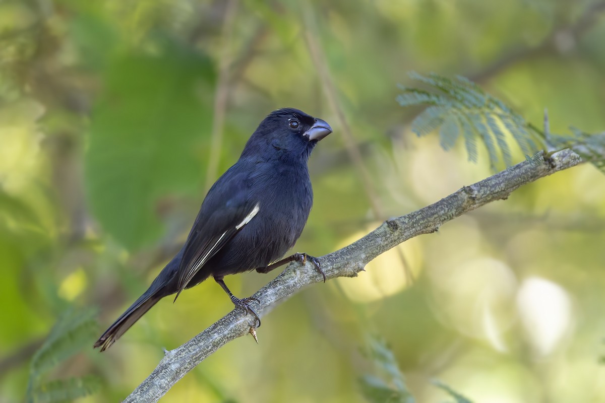 Cuban Bullfinch - ML646047151
