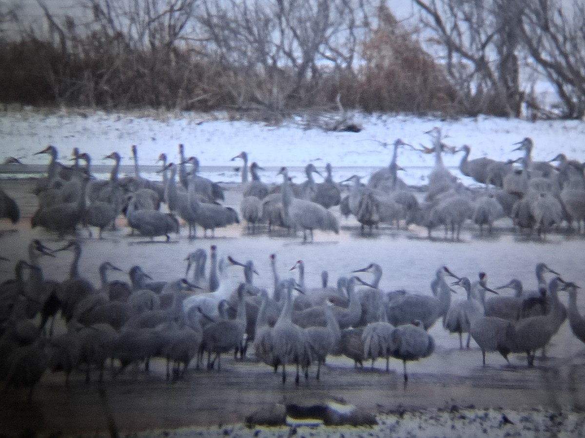 Sandhill x Whooping Crane (hybrid) - ML646047153