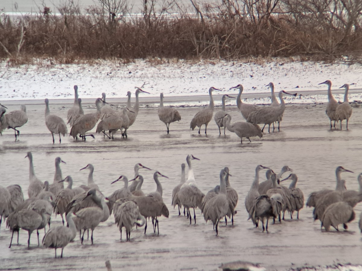 Sandhill x Whooping Crane (hybrid) - ML646047155