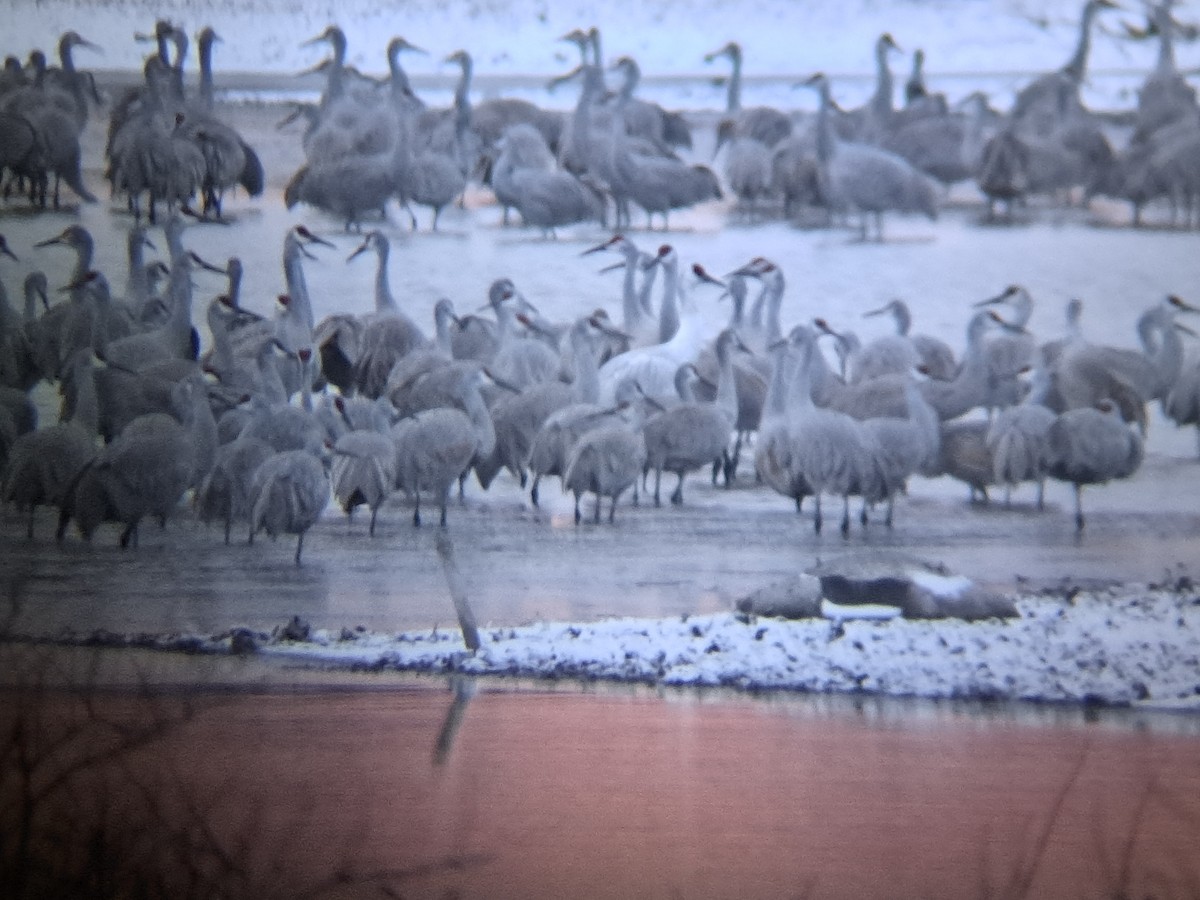 Sandhill x Whooping Crane (hybrid) - ML646047156