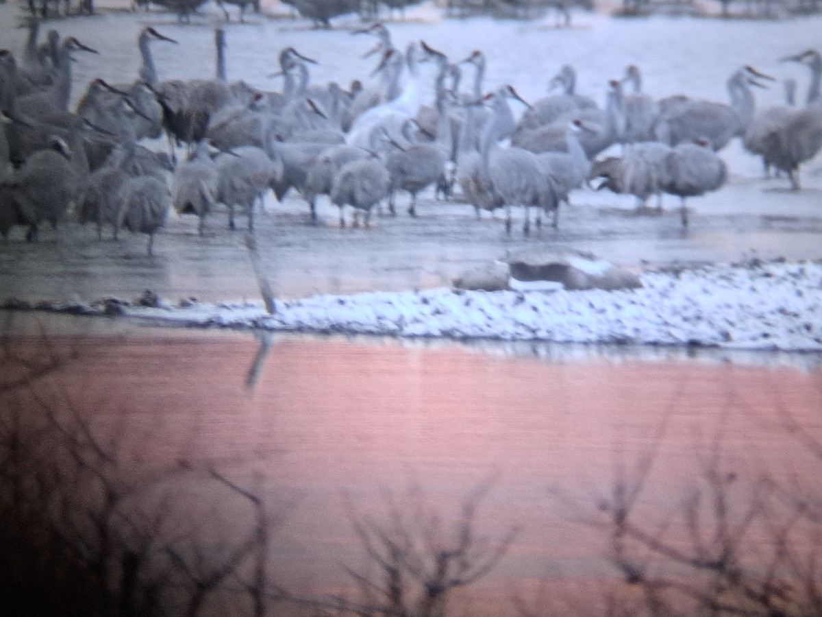 Sandhill x Whooping Crane (hybrid) - ML646047157