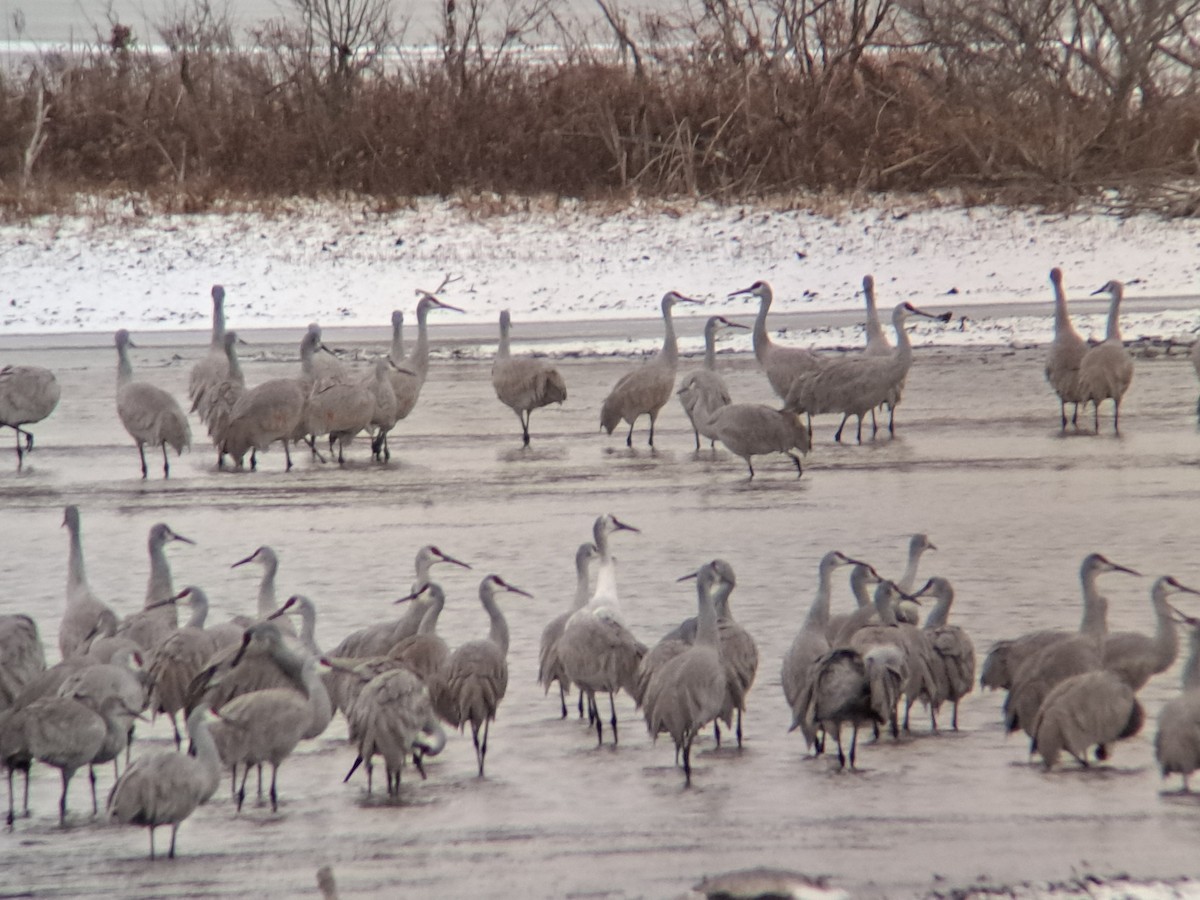 Sandhill x Whooping Crane (hybrid) - ML646047158