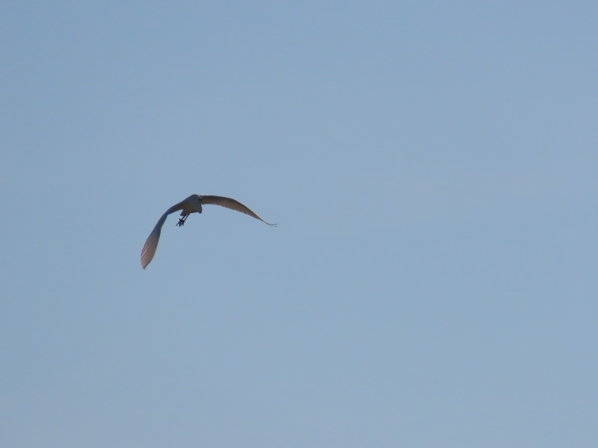 Great Egret - ML646047160