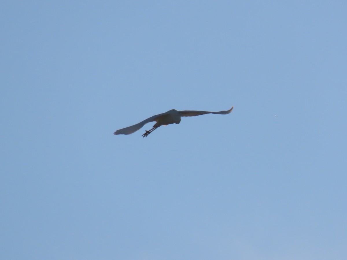 Great Egret - ML646047161