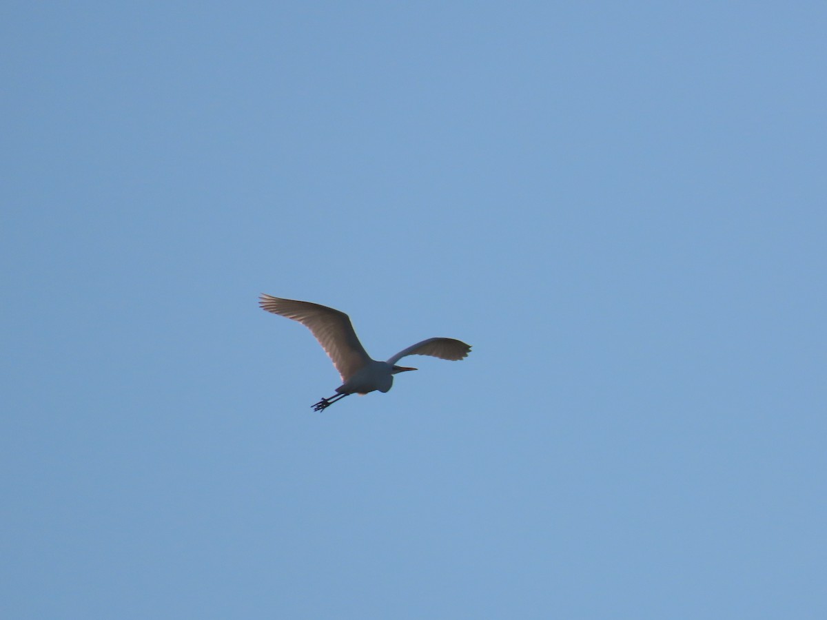 Great Egret - ML646047163