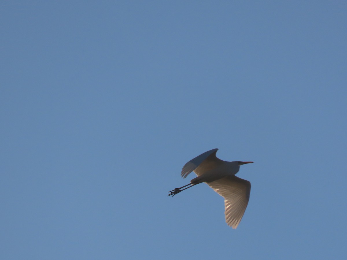 Great Egret - ML646047164