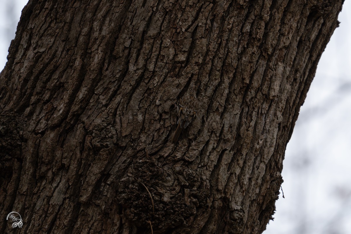 Brown Creeper - ML646047166