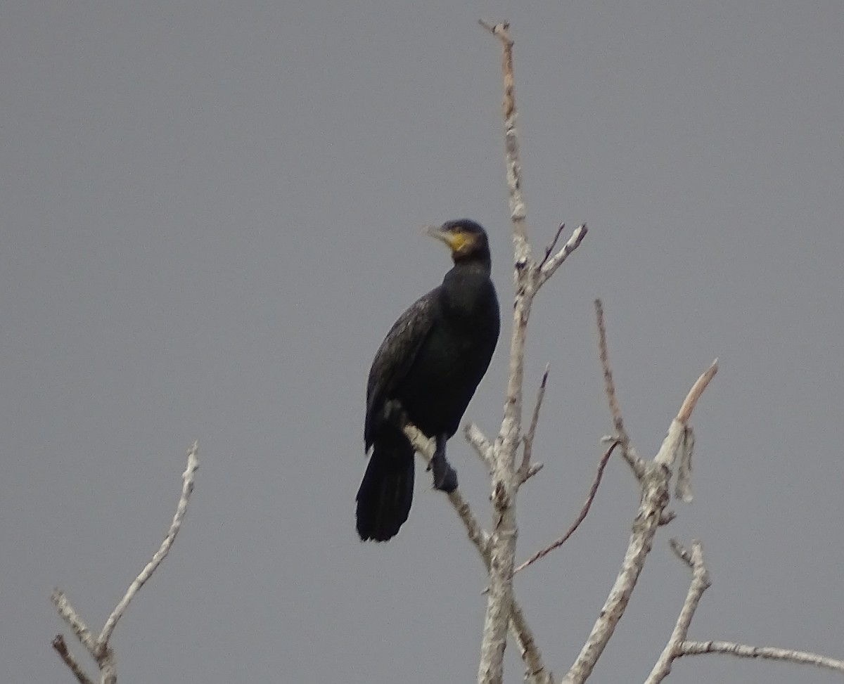 Great Cormorant - ML646047167