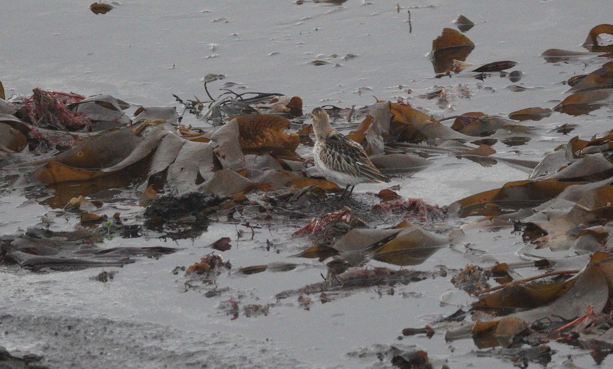 Red Knot - ML646047168