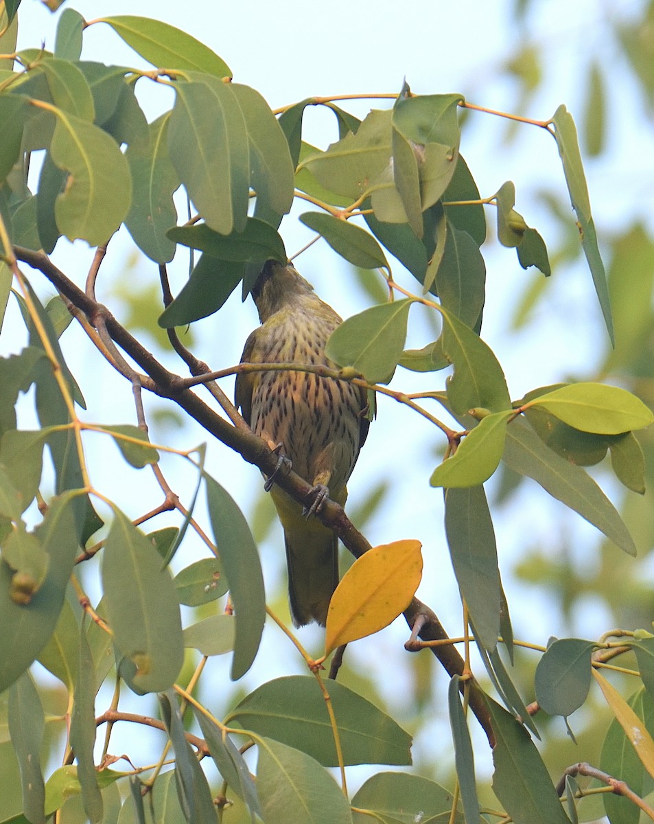 Loriot indien - ML646047169