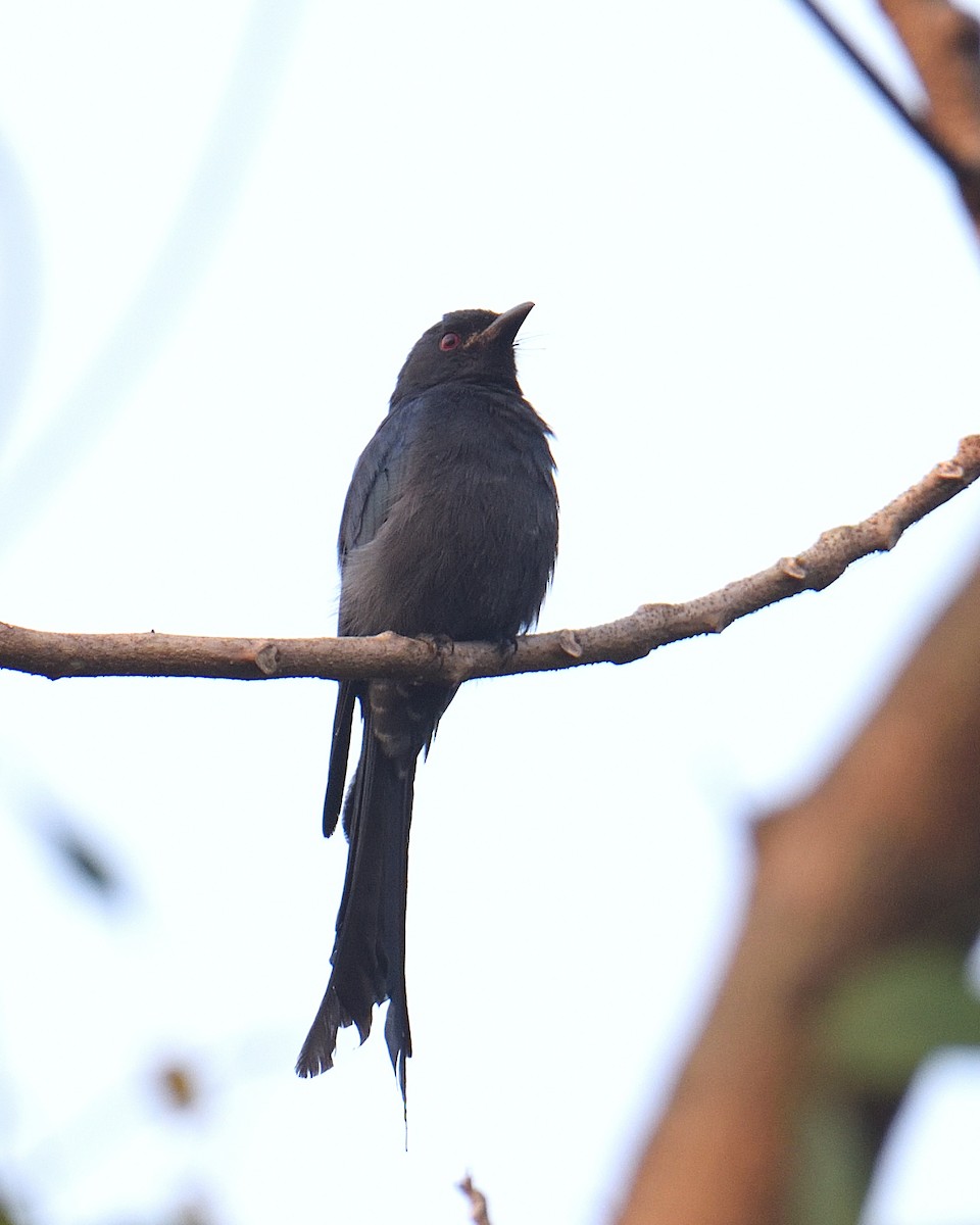 Ashy Drongo - ML646047174